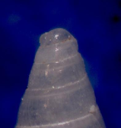 Odostomia plicata?